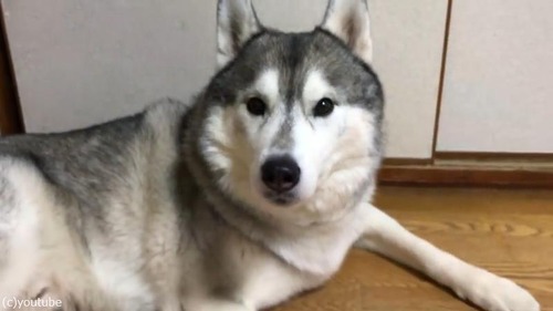 撫でられると笑顔になるハスキー03