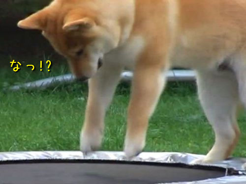 柴犬とトランポリン