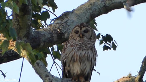 鳥の攻撃に動じないフクロウ01