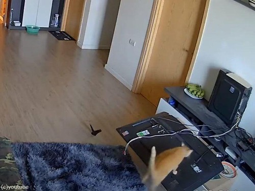 テレビを倒す猫