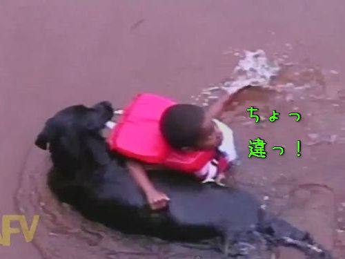 溺れてなくても救助する犬00