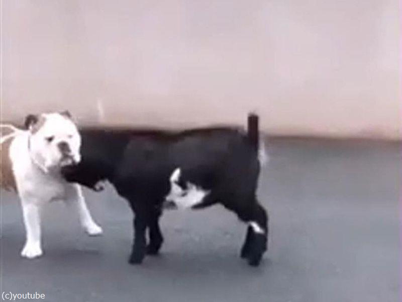 子ヤギが犬に 頭突きアタック を繰り返すも まったく通用しない 動画 らばq 子ヤギが犬に 頭突きアタック を繰り返すも まったく通用しない 動画 らばq