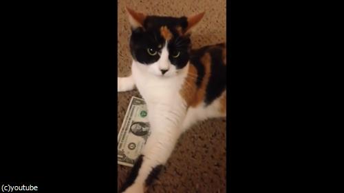 お札を死守するぬこ様07