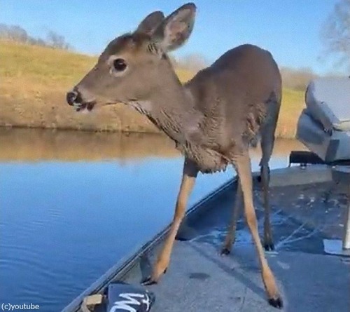 �ܡ��Ȥ˻Ҽ�01