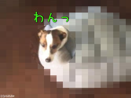 「昼寝をしていた愛犬が別のものに進化」00
