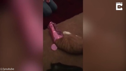 狭いところ好きな猫に訪れた悲劇04