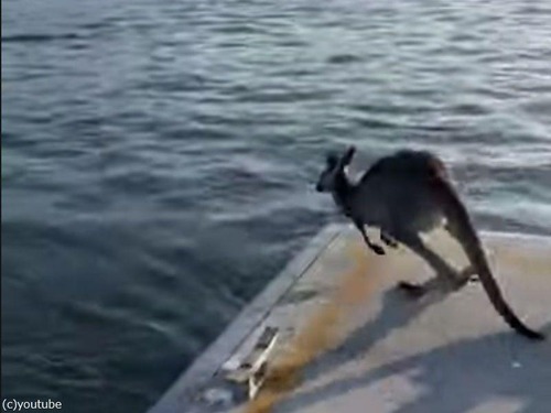 桟橋を走ってきたカンガルーが…海に向かって飛び込む（動画）