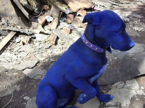 何があったの 家に帰ったら犬が青くなっていた らばq 何があったの 家に帰ったら犬が青くなっていた らばq