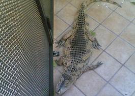 マフィアのワニ01