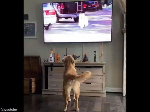 犬が活躍する動画を見た犬00