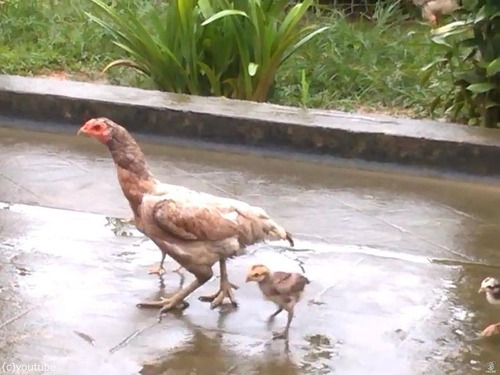 �ޥޤ�����˾��ҥ襳03