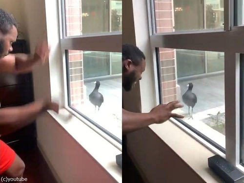 鳥の前でシャドーボクシングする屈強な男性02