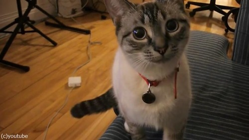 遠吠えを真似する猫さま01