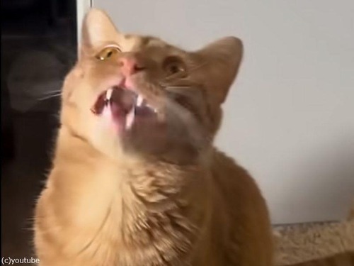 「うちの猫は…どうやら鳥語らしきものを話している」（動画）