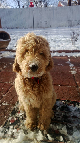 子犬とぬいぐるみ03