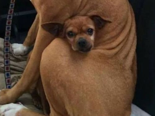 ピットブルとチワワ02