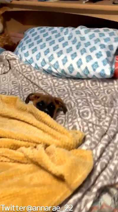 自分で毛布を掛けられるワンコ03