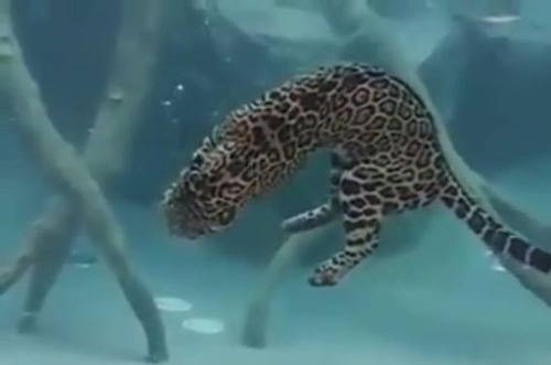 ジャガーの泳ぎ05