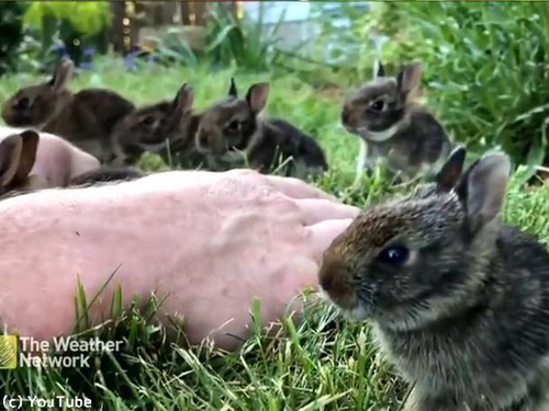 ウサギの赤ちゃんがめちゃくちゃ懐いてきた00