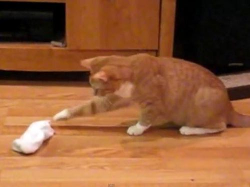 おびえる猫たち01