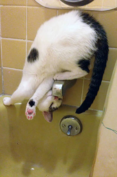 おかしな猫たち10