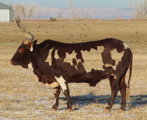 部分的に透明に見える牛03