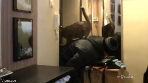 背中に乗ってくる猫06