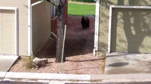 コロラド州のマンホールから出てきたもの08