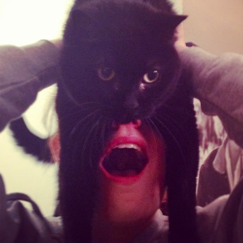 猫でバットマン08