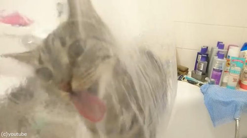 シャワーねこ04