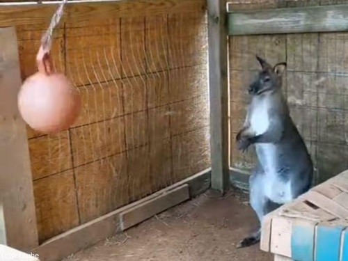 ボールで遊ぶワラビー