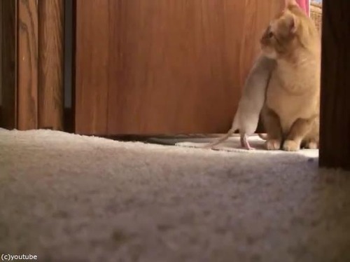 リアルトムとジェリー02