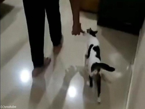 ママ猫が飼い主さんを子猫たちの元へ00