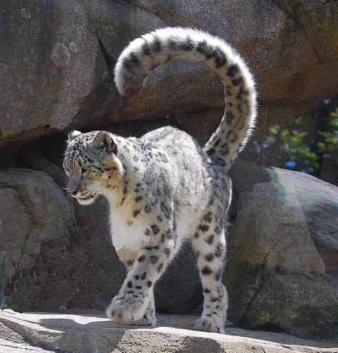 ユキヒョウの体の一部が あまりに雄大だ と注目を集める らばq ユキヒョウの体の一部が あまりに雄大だ と注目を集める らばq