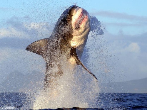 カナダに5mの巨大ザメ「海の女王」00