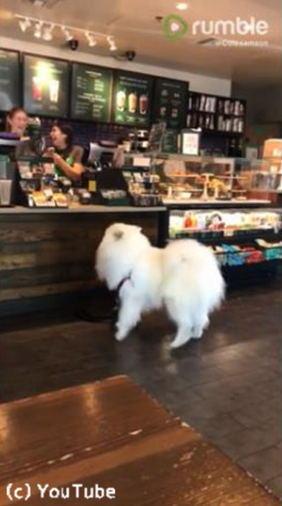 コーヒーショップのかわいいお客さん04