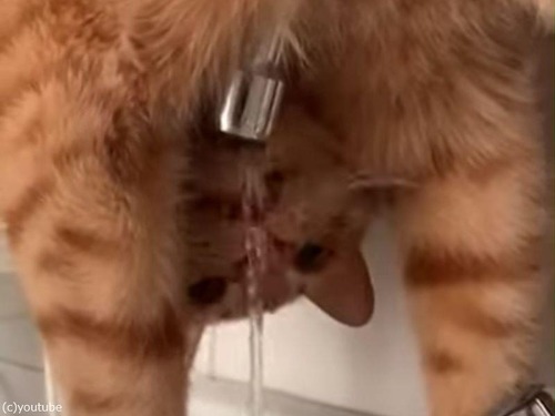 蛇口の水を奇妙なポーズで飲む猫「不器用なのか器用なのかわからない…」（動画）