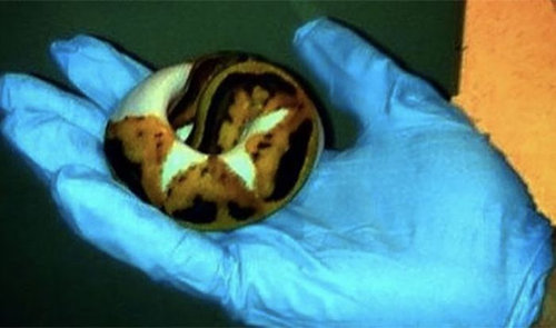 空港で没収されたクレイジーな品16