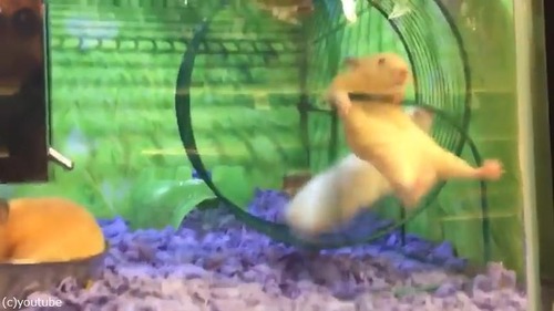 回し車で遊ぶハムスターに起こったハプニング04