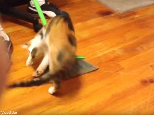 掃かれたい猫01