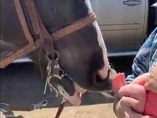 馬が鼻先で赤ちゃんの足をくすぐる