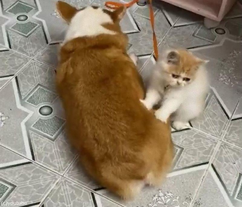 猫 ご飯を食べる犬のおなかをマッサージしてあげる 動画 らばq