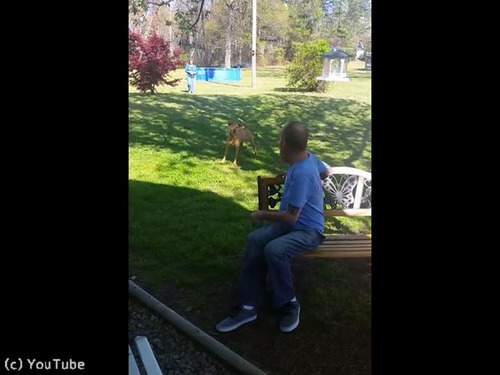 入院していた飼い主と感動の再会01