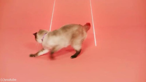 �����ͥ륵��������Υ���åȥ��07