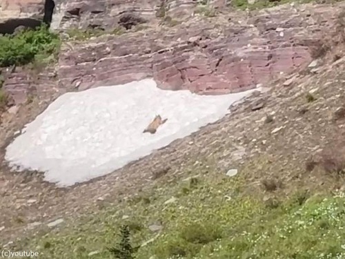 誰も見ていない山の残雪を…1匹のクマがすべって遊んでいた（動画）