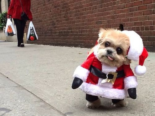 頼む その辺にしてくれないか クリスマスを破壊する猫や犬たちの写真25枚 らばq