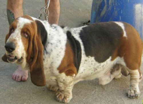 犬種は100年でこう変わった16