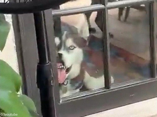 変顔のハスキー犬