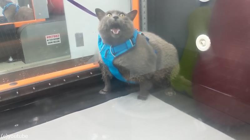 ぽっちゃりな猫 ダイエットに挑戦も やる気はイマイチ 動画 らばq