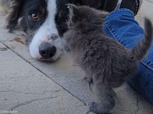 子猫と仲良くなるために「自分は安全だよ」とアピールする犬（動画）